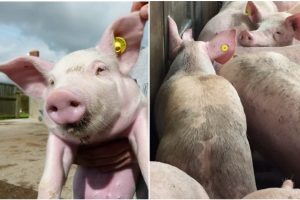 Áp dụng công nghệ quản lý bằng công nghệ RFID UHF vào chăn nuôi lợn